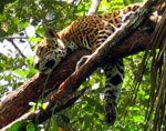 Belize Zoo and Old Belize
