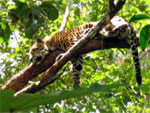Wildlife is everywhere on our shore tours