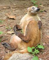 Belize zoo Coati, friendly funny creatures