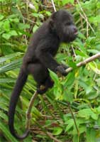 Belize zoo Howler Monkey