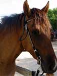 Cayman Horseback riding health horses