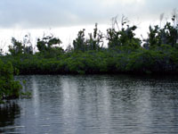 cayman mangrove channel