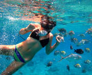 Barbados Snorkeling