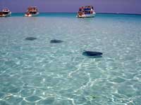 Stingray City Sandbar Grand Cayman
