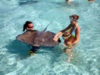 Grand Cayman Stingray City Options