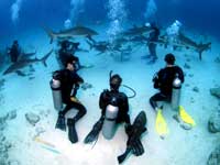 nassau shark dive