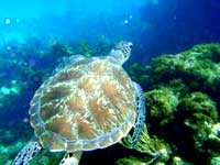 Roatan Scuba Diving