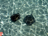 Stingray Couple, Grand Cayman Stingray city