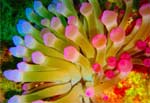 Cozumel Anenome diving in Cozumel