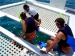 stingray city cayman Buccaneer tour ladder