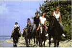 beach horseback riding in Grand Cayman