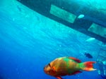 Glass Bottom boat tours Cozumel