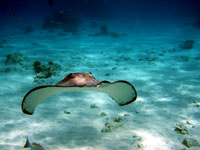the friendly stingrays at stingray city