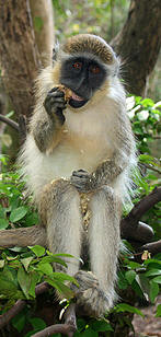Monkey tours Barbados