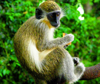 Barbados Monkey Excursion