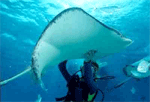 Grand Cayman Islands scuba diving on stingray city shore excursion