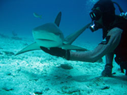 St Maarten Shark Dive
